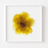 Yellow Rose Flower Art Print